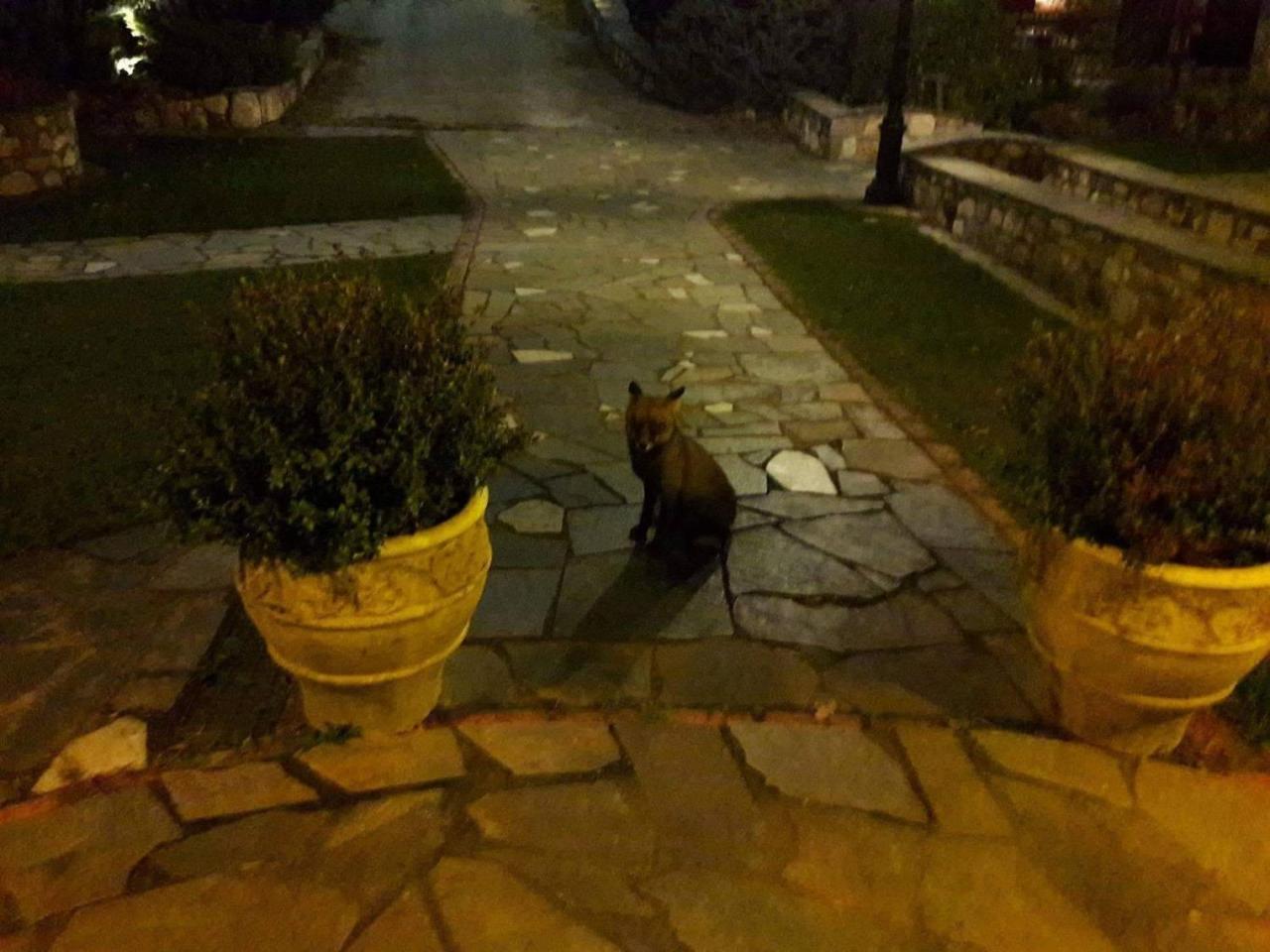 Отель Tzivaeri Likodhromion Экстерьер фото